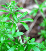 Cleavers